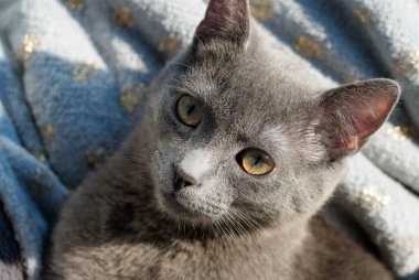 gray kitten looking into the camera