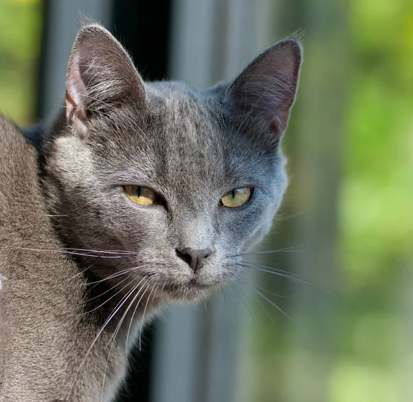 Gattino Grigio Una Finestra — Foto Stock