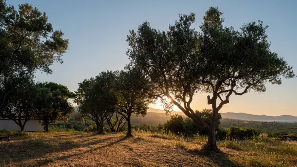 Yunanistan 'ın Zakynthos adasında gün batımında zeytin ağaçları