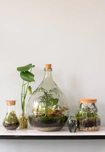 Küçük bitkilerle ekosistem teraryası