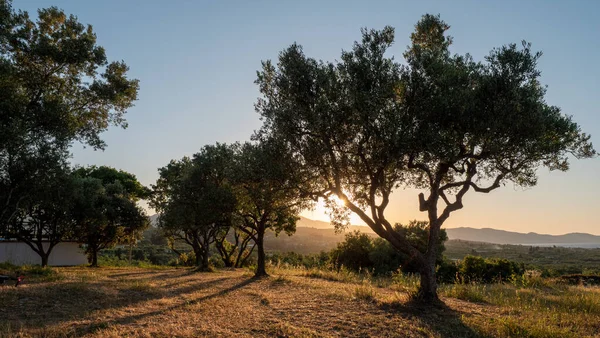 Yunanistan 'ın Zakynthos adasında gün batımında zeytin ağaçları