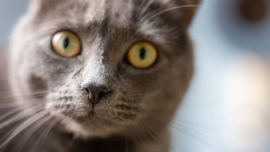 Yavru kedi kameraya bakıyor.