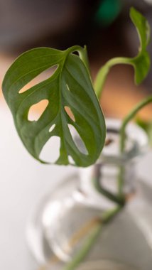 Cam şişedeki maymun maskesi yaprağı.