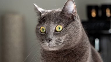 Uzaktan bakan gri kedi yavrusu