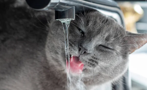 thirsty cat drinking from the ktchen faucet
