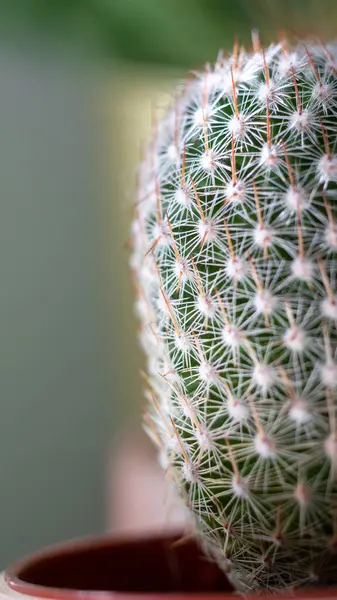 Närbild Törnen Liten Kaktus — Stockfoto