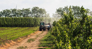 Meyve bahçesinde traktör püskürtüyor.