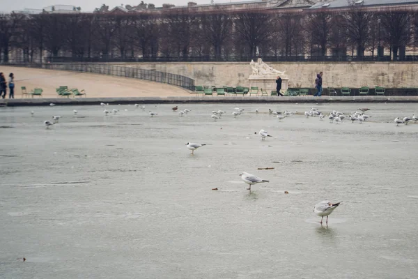 PARIS, FRANCE: birds on the frozen lake in Paris at day time, France circa February 2012. — Stock Photo, Image