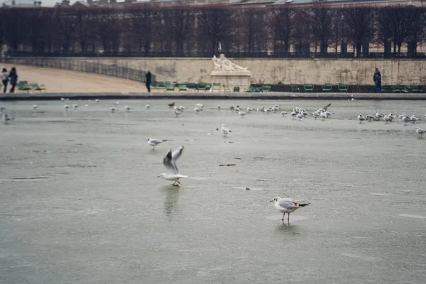 PARIS, FRANÇA: aves no lago congelado em Paris à hora do dia, França por volta de fevereiro de 2012 . — Fotografia de Stock