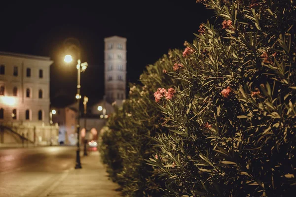 Rom, Italien - Circa oktober 2016: rosenbuskar alond trottoaren i det historiskt centrerar av Rome, Italien från toppen av kullen på natten ca oktober 2016. — Stockfoto