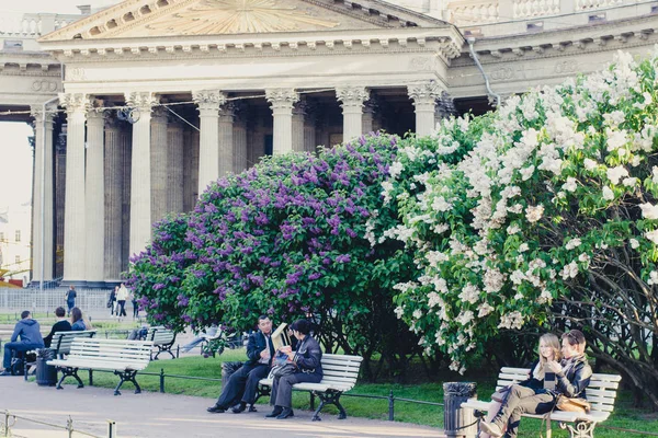 Sankt-Petersburg, Ryssland-Circa November 2015: Kazankatedralen eller Kazanskiy Kafedralniy Sobor och buskar med vita och lila blommor framför den i Sankt Petersburg hösten 2015. — Stockfoto