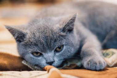 Mavi Britanya ile ilgili stenografi kedi uzanır ve evde rahatlatır.