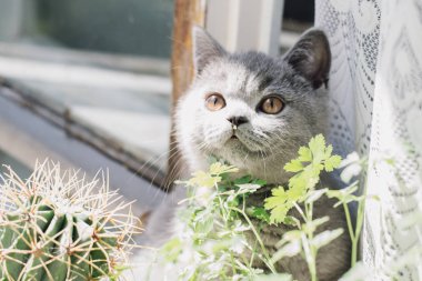 Mavi Britanya ile ilgili stenografi kedi yavrusu çiçekler camda yürür..