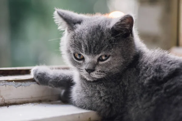 Blue british shorthair kitten sits at the open window. — Stock Photo, Image