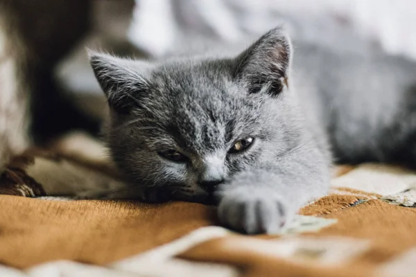 Modrá britská krátkosrstá kočka kotě leží a relaxuje doma. — Stock fotografie