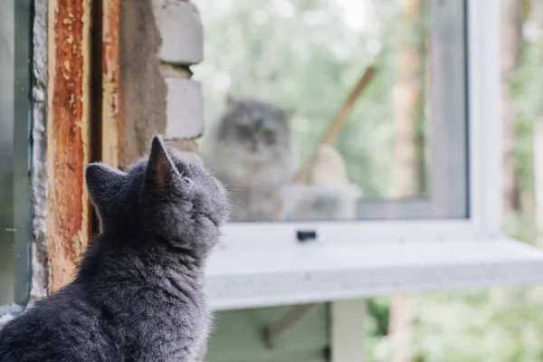 Blue British Shorthair Kitten Sits Open Window Big Siberian Cat — Stock Photo, Image