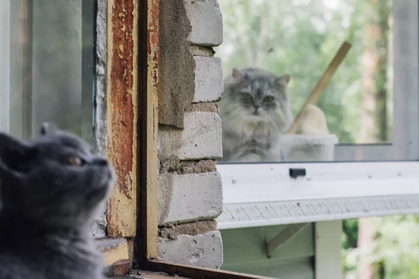 Kotka Brytyjska niebieska siedzi przy otwartym oknie z wielki syberyjski kot skupiają się na tle. — Zdjęcie stockowe