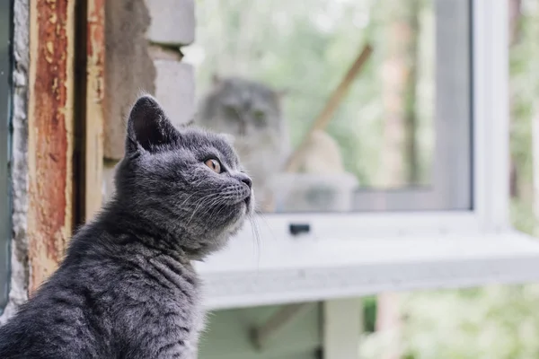 Blaues britisches Kurzhaarkätzchen sitzt am offenen Fenster. — Stockfoto