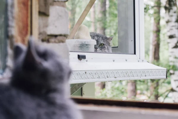 Kotka Brytyjska Niebieska Siedzi Przy Otwartym Oknie Wielki Syberyjski Kot — Zdjęcie stockowe