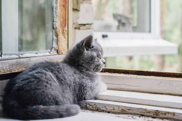 Blue British Shorthair Kitten Sits Open Window — Stock Photo, Image