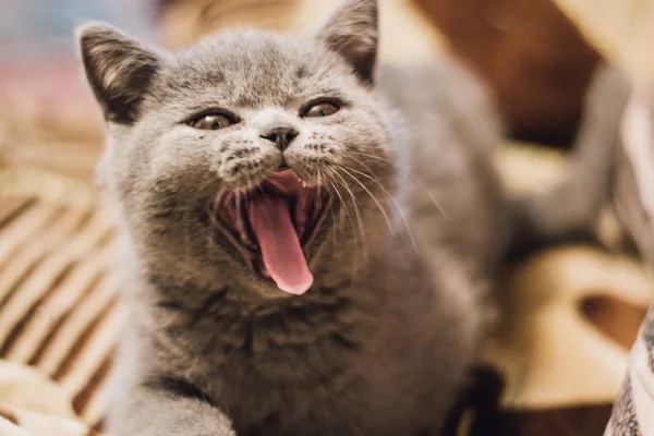 Mavi Britanya Ile Ilgili Stenografi Kedi Yavrusu Yawns — Stok fotoğraf