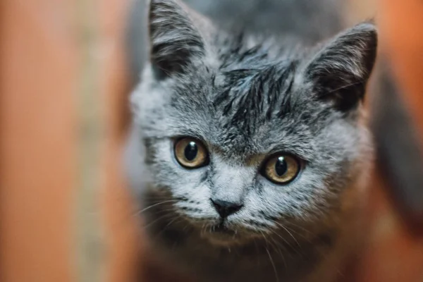 Close Blue British Shorthair Kitten — Stock Photo, Image