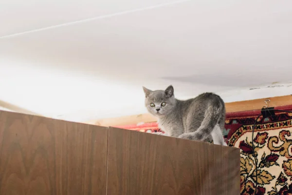 Blue british shorthair kitten on top of the cupboard. — Stock Photo, Image