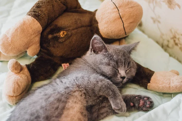 Modrá britská krátkosrstá kočka kotě spí s opicí hračky doma. — Stock fotografie