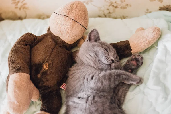 Blue british shorthair kitten sleeps with a toy monkey at home.