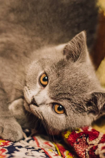 Blue British Shorthair Kitten Lays Relaxes Home — Stock Photo, Image