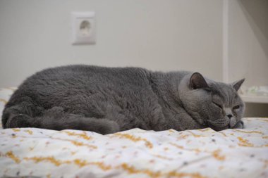 Mavi Britanya ile ilgili stenografi kedi evde.