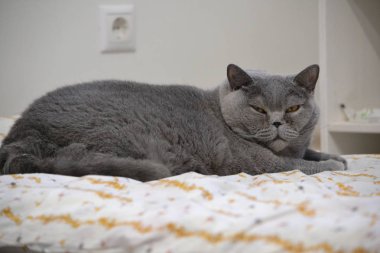 Mavi Britanya ile ilgili stenografi kedi evde.