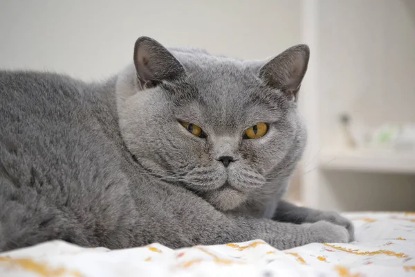 Modrá Britská Krátkosrstá Kočka Doma — Stock fotografie