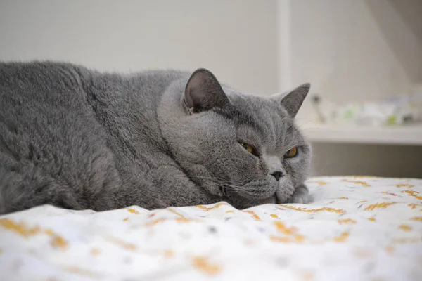 Blaue Britische Kurzhaarkatze Hause — Stockfoto