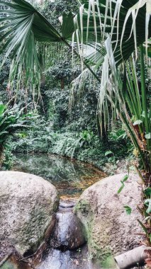 Rio De Janeiro, Brezilya - Eylül 2019: Rio de Janeiro 'daki Parque Lage' de doğal manzara ve tropikal bitkiler ve ağaçlar.