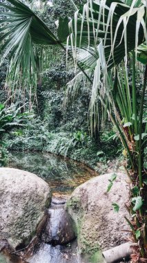 Rio De Janeiro, Brezilya - Eylül 2019: Rio de Janeiro 'daki Parque Lage' de doğal manzara ve tropikal bitkiler ve ağaçlar.