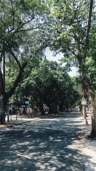 Rio Janeiro Brasilien September 2019 Bäume Straßenrand Stadtviertel Urca Der — Stockfoto