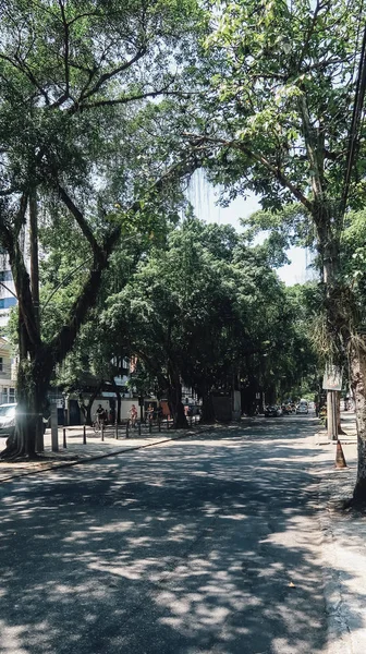 Рио Жанейро Бразил Circa September 2019 Деревья Бокам Дороги Районе — стоковое фото