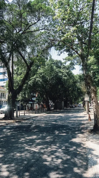 Rio Janeiro Brasilien September 2019 Bäume Straßenrand Stadtviertel Urca Der — Stockfoto