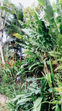 Ilha Grande, Brezilya - Eylül 2019: Rio de Janeiro eyaletindeki Ilha Grande Adası 'nda doğal manzara ve tropikal bitki ve ağaçlar.