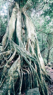 Ilha Grande, Brezilya - Eylül 2019: Rio de Janeiro eyaletindeki Ilha Grande Adası 'nda doğal manzara ve tropikal bitki ve ağaçlar.
