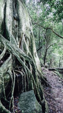 Ilha Grande, Brezilya - Eylül 2019: Rio de Janeiro eyaletindeki Ilha Grande Adası 'nda doğal manzara ve tropikal bitki ve ağaçlar.