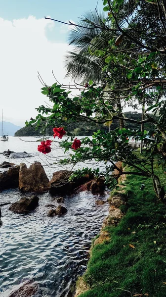 Ilha Grande Brasil Circa Septiembre 2019 Paisaje Natural Plantas Árboles — Foto de Stock