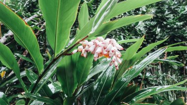 UBATUBA, BRAZIL - CIRCA SEPTEMBER 2019: tropical pink and white flower in the jungles on the 7 beaches trail in Ubatuba city on the Atlantic seacoast in Sao Paulo state.