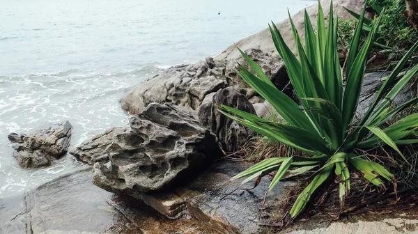 Ubatuba Brazil Circa September 2019 Sandy Beach Rocks Foggy Background — Stock Photo, Image