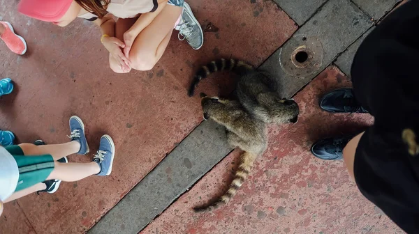 Iguazu Falls Argentina Circa September 2019 People Gather Nasua Coati — Stock Photo, Image