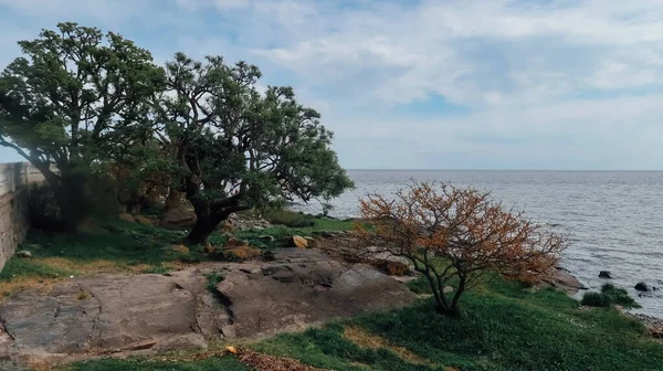 코루나 Uruguay October 2019 식민지 마을인 콜로니아델 새크라멘토의 해변에 나무들로 — 스톡 사진