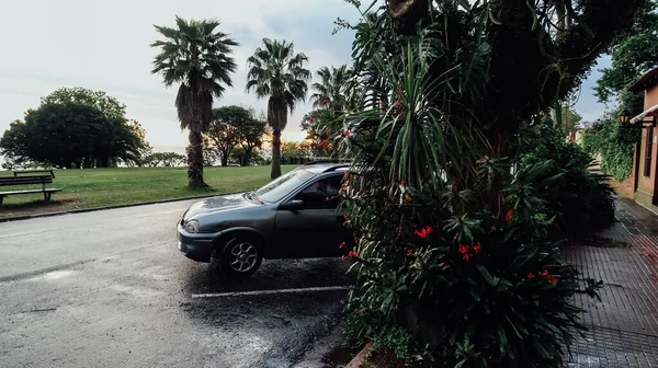 Colonia Del Sacramento Uruguay Ottobre 2019 Palme Strada Bagnata Dopo — Foto Stock