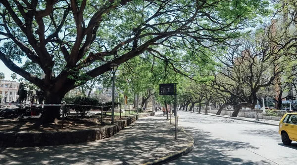 Cordoba Argentina Circa October 2019 코르도바 Plaza Coln 나무가 — 스톡 사진