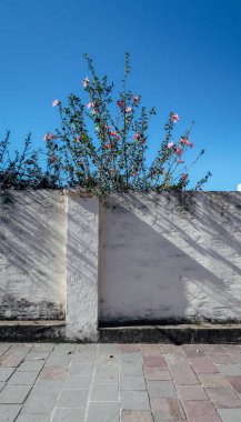 ALTA GRACIA, ARGENTINA - 31 Ekim 2019: Mavi gökyüzü ile güneşli bir bahar gününde Cordoba yakınlarındaki eski Alta Gracia kasabasında küçük pembe çiçeklerle çiçek açmak.